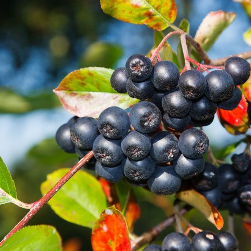 Sadnice aronija (Aronia Melanocarpa Nero) - 5-godišnje slika 1