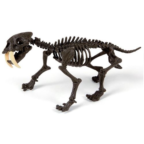 Set za sastavljanje skeleta sabljozubog tigra – Smilodon slika 2