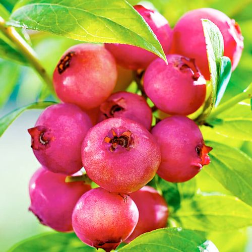 Pinkberry ružičasta borovnica (Vaccinium Corymbosum Pink Berry) 50cm slika 1
