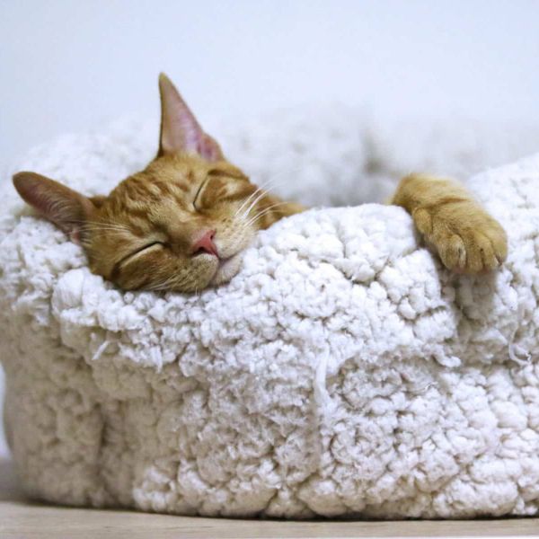 Kreveti za mačke