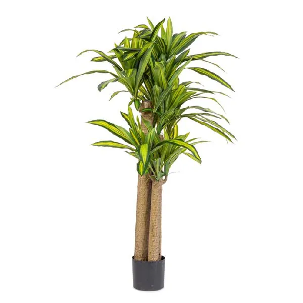 Bizzotto Dracena 150 cm slika 1