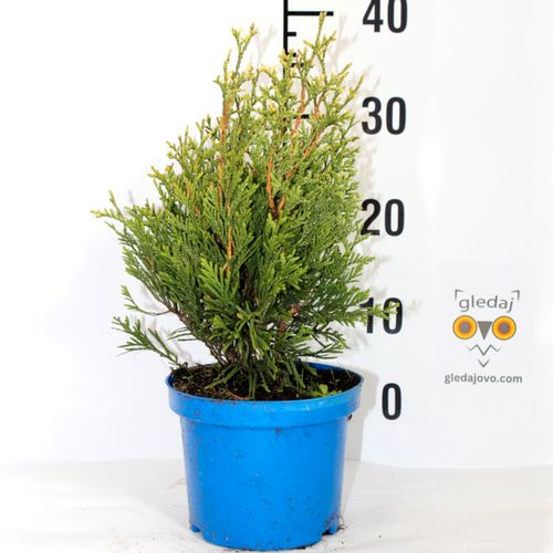 Tuja (Thuja KÓRNIK c2) slika 3