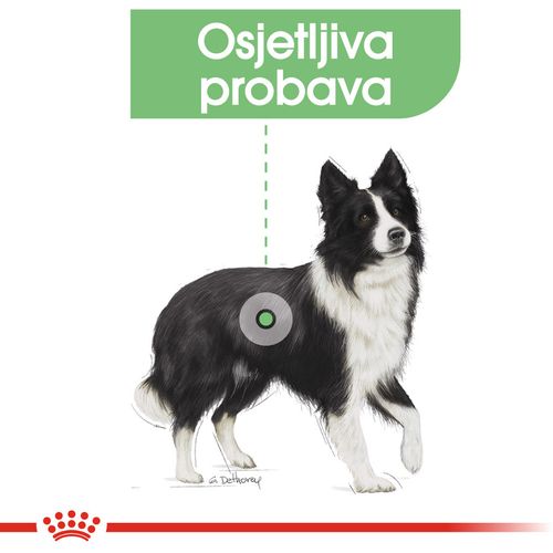 ROYAL CANIN CCN Medium Digestive, potpuna hrana za odrasle i starije pse srednje velikih pasmina (od 11 do 25 kg) - Stariji od 12 mjeseci - Psi skloni probavnim osjetljivostima, 3 kg slika 7