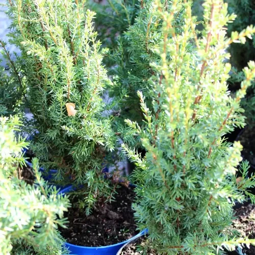 Borovica Juniperus Communis "Arnold" c2 slika 6