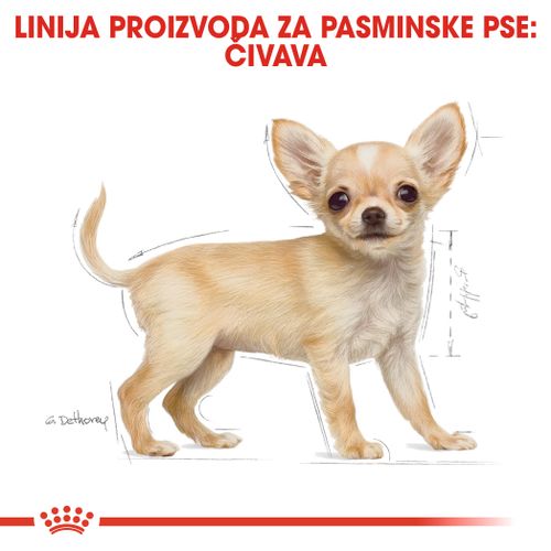 ROYAL CANIN BHN Chihuahua Puppy, potpuna hrana za pse, posebno za štence pasmine čivava, do 8 mjeseci starosti, 500 g slika 4