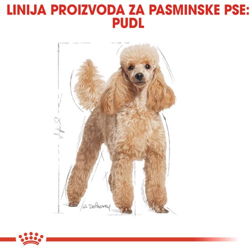 ROYAL CANIN BHN Poodle Adult, potpuna hrana za odrasle i starije pudle, starije od 10 mjeseci, 500 g slika 4