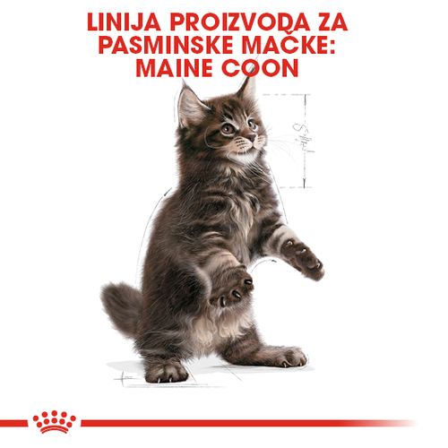 ROYAL CANIN FBN Maine Coon KITTEN, potpuna i uravnotežena hrana za mačke, specijalno za mačiće pasmine Maine Coon do 15 mjeseci starosti, 2 kg slika 6