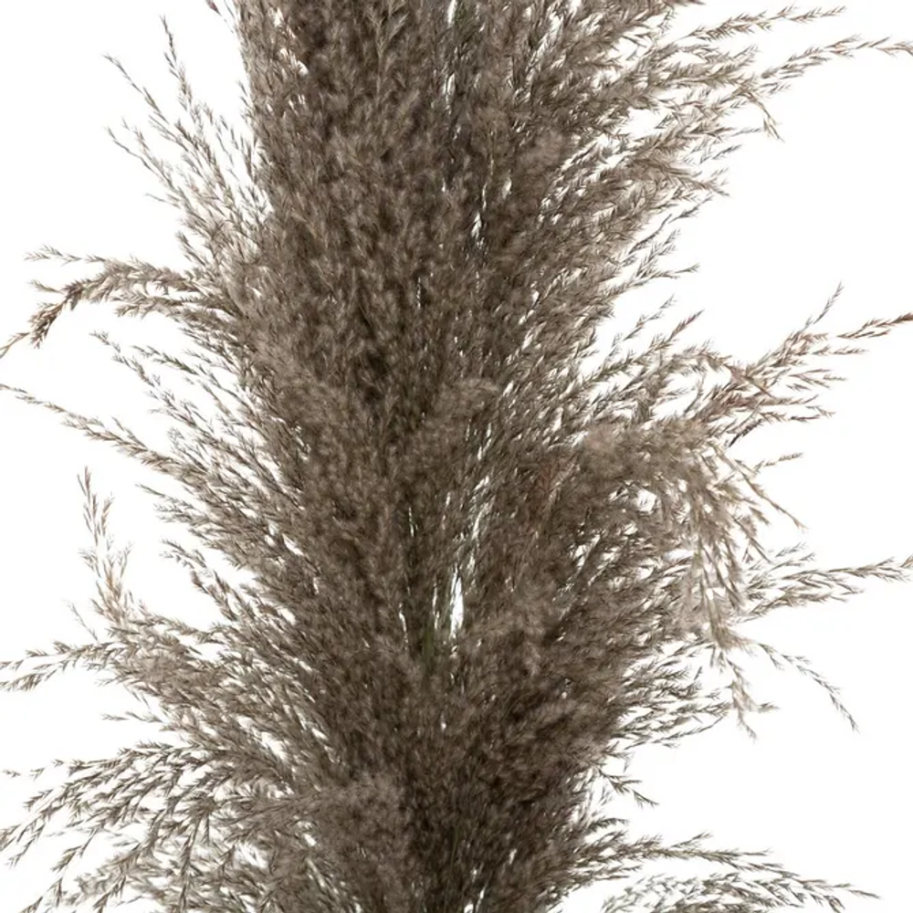 Atmosphera ukrasna grana pampas 110cm 3/1 sušeno bilje smeđa slika 2