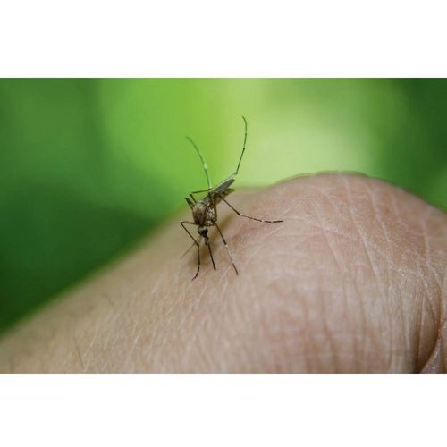 Gardigo  mosquito repeller  66985  ultrazvuk  rastjerivač insekata    (Š x V x D) 65 x 65 x 68 mm  bijela  1 St. slika 3
