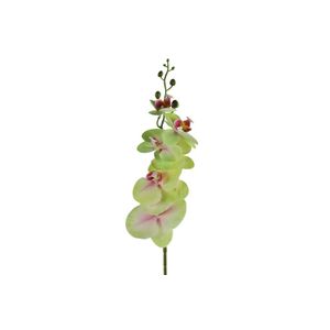 Cvet ORCHID 83cm 796072 - Green - DCS