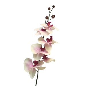 Cvet ORCHID 78cm 11518-6 - Cream/Lavender - NNT