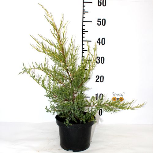 Borovica Juniperus Chinesis "Kuriwao Gold" c2 slika 2