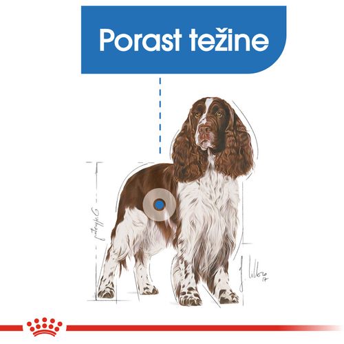 ROYAL CANIN CCN Medium Light Weight Care, potpuna hrana za pse - za odrasle i starije pse srednje velikih pasmina (od 11 do 25 kg) - psi skloni prekomjernoj tjelesnoj težini, 3 kg slika 7