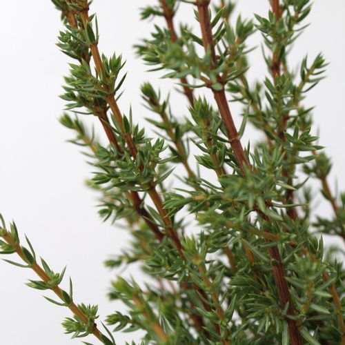 Borovica Juniperus Communis "Arnold" c2 slika 4
