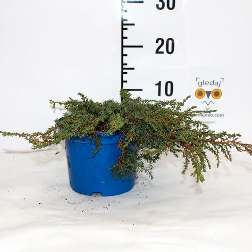 Borovica Juniperus Communis "Green Carpet" c2 slika 2