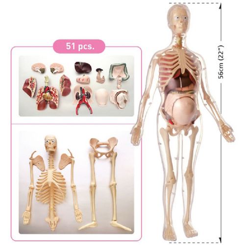 Anatomija Trudne Žene slika 2