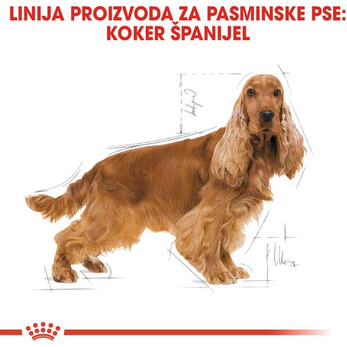 ROYAL CANIN BHN Cocker Adult, potpuna hrana specijalno prilagođena potrebama odraslih i starijih engleskih i američkih koker španijela, 3 kg slika 4