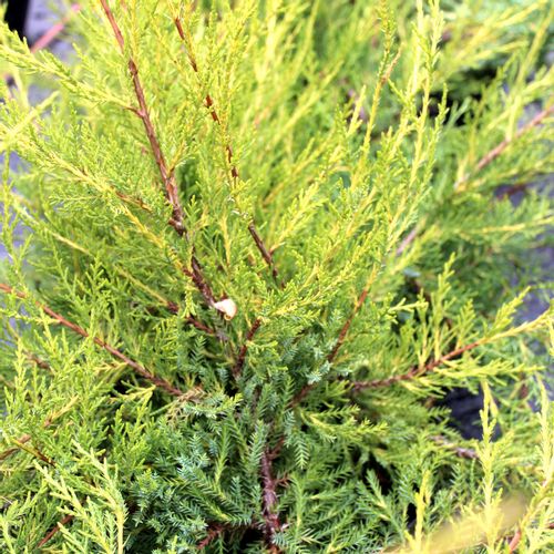 Borovica Juniperus Chinesis "Kuriwao Gold" c2 slika 4