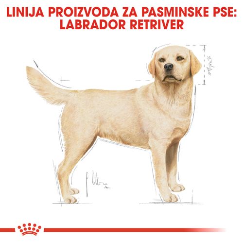 ROYAL CANIN BHN Labrador Retriever Adult, potpuna hrana za odrasle labrador retrievere stariji od 15 mjeseci, 12 kg slika 4